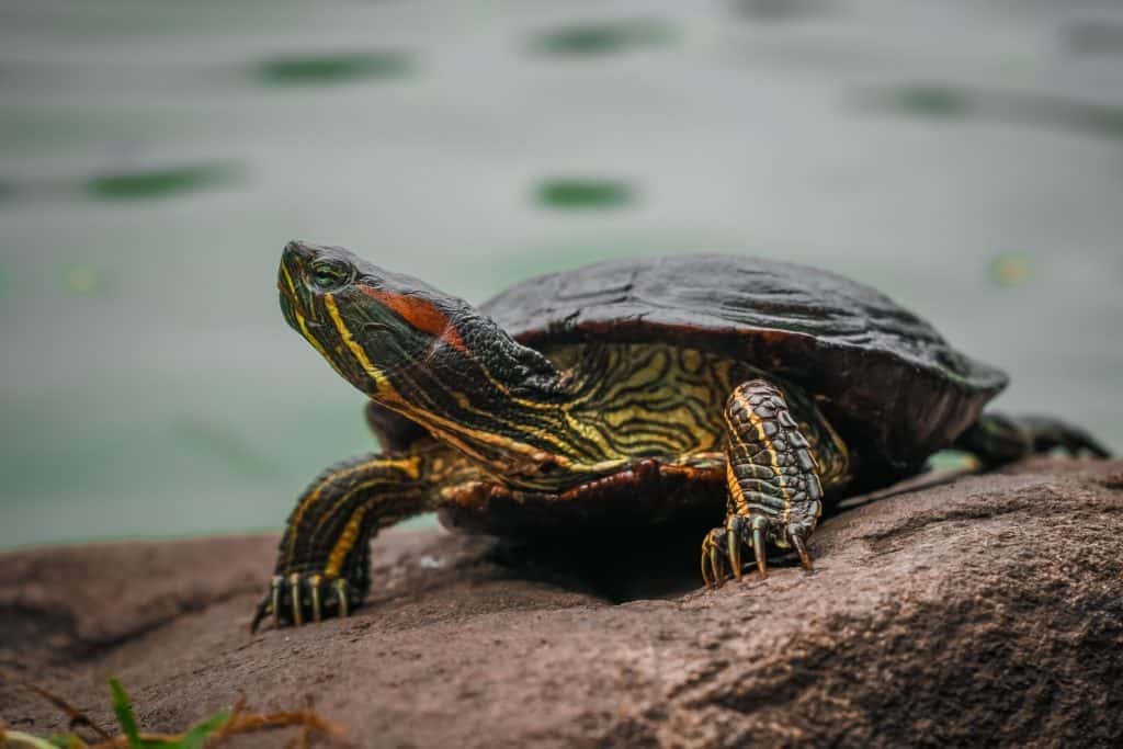 Why Are Turtles Not Considered Amphibians? – ThisAnswer